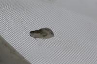 Cilix glaucata