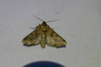 Conisania luteago olbiena