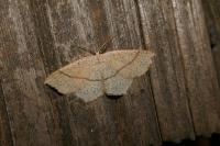 Cyclophora punctaria