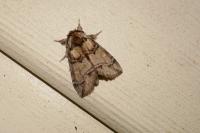 Drymonia velitaris