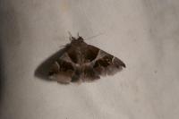 Dysgonia algira