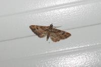 Gymnoscelis rufifasciata