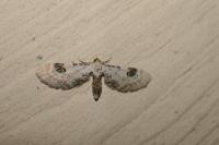 Eupithecia centaureata