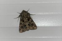 Hadena bicruris