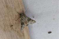 Hecatera dysodea