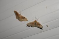 Idaea degeneraria