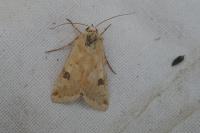 Heliothis peltigera
