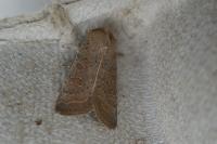Hoplodrina ambigua
