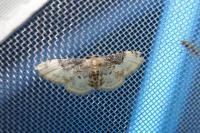 Idaea filicata
