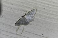 Idaea subsericeata