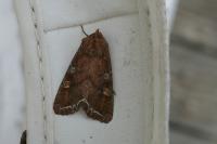 Lacanobia oleracea