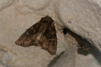 Mniotype solieri