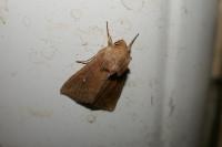 Mythimna ferrago
