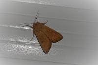 Mythimna vitellina