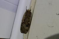 Noctua pronuba