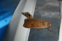 Noctua pronuba