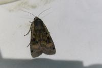 Noctua pronuba