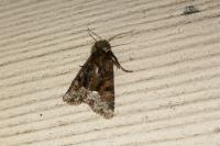 Oligia strigilis/versicolor
