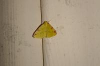 Opisthograptis luteolata