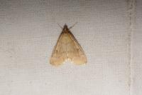 Ostrinia nubilalis