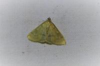 Ostrinia nubilalis