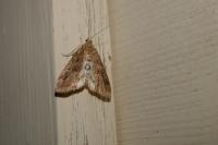 Parapoynx stratiotata