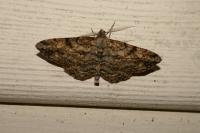 Peribatodes rhomboidaria rhomboidaria