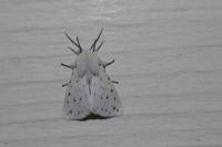 Spilosoma lubricipeda