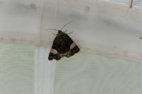 Tyta luctuosa