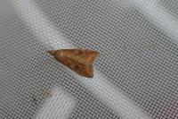 Udea ferrugalis