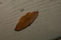 Watsonalla uncinula