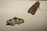 Xanthorhoe fluctuata