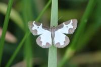 Lomaspilis marginata