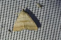 Herminia tarsicrinalis