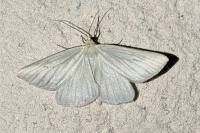 Siona lineata