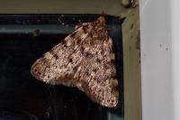 Aglossa pinguinalis