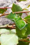 Cerura vinula