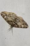 Cleora cinctaria