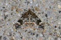 Dysstroma truncata