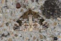 Dysstroma truncata