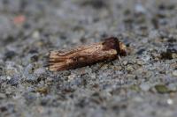 Axylia putris