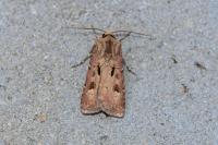 Agrotis exclamationis exclamationis