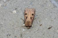 Agrotis exclamationis exclamationis