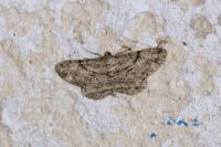 Peribatodes rhomboidaria rhomboidaria