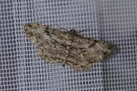 Peribatodes rhomboidaria rhomboidaria