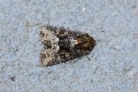 Oligia strigilis/versicolor