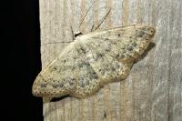 Scopula marginepunctata