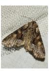 Lacanobia w-latinum