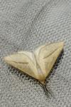 Aspitates gilvaria