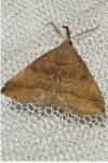 Polypogon plumigeralis